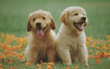 Golden Retriever puppy