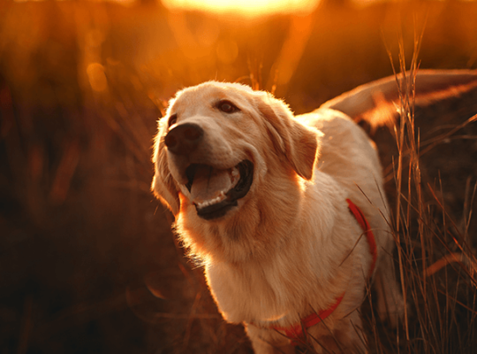 Golden Retriever puppy